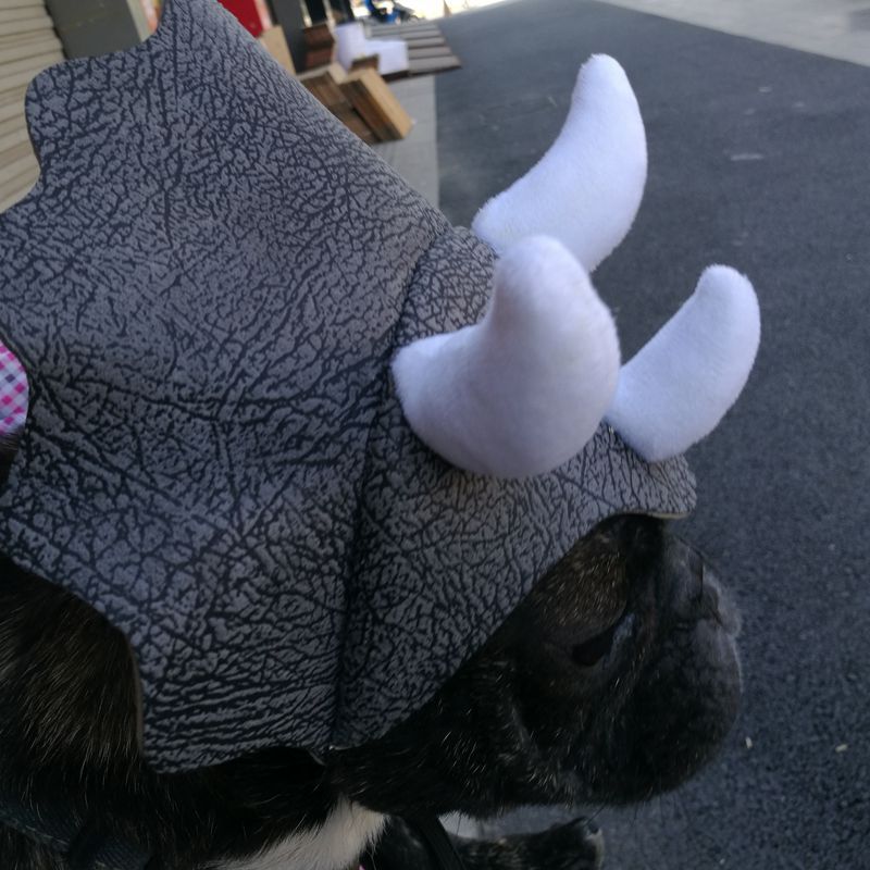 Dinosaur Dog Hat