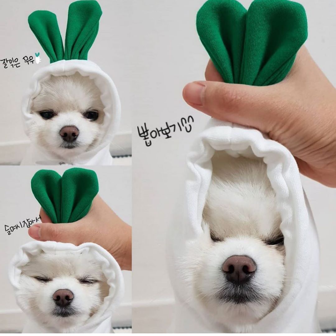 Turnup Dog Costume