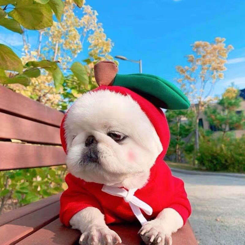 Fruit Dog Costume