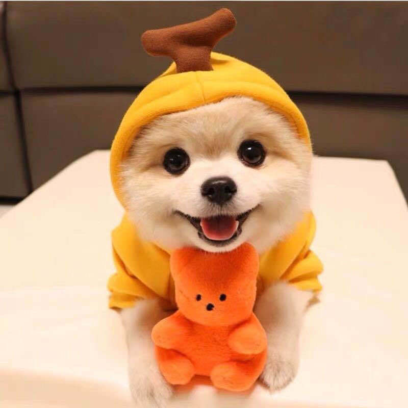 Fruit Dog Costume