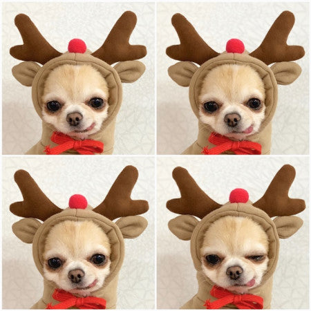 Reindeer Dog Costume